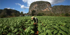 Как растет табак в Пинар-дель-Рио